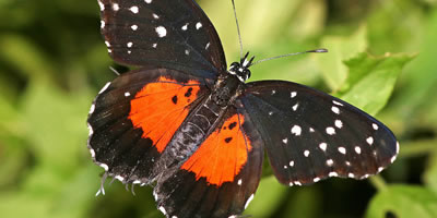 Crimson Patch Butterfly
