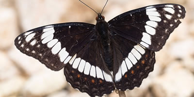 Weidemeyers Admiral Butterfly