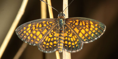 Arizona Checkerspot Butterfly