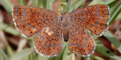Arizona Metalmark Butterfly