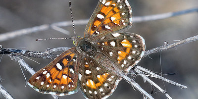 Behr's Metalmark Butterfly