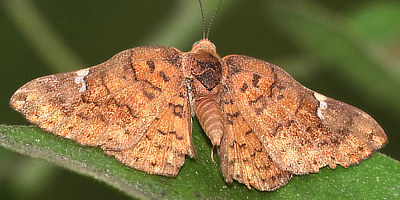 Curved-wing Metalmark Butterfly