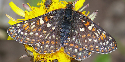 Edith's Checkerspot Butterfly