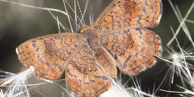Fatal Metalmark Butterfly