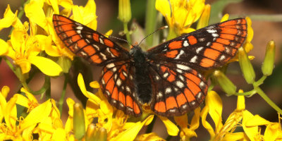 Gillett's Checkerspot Butterfly