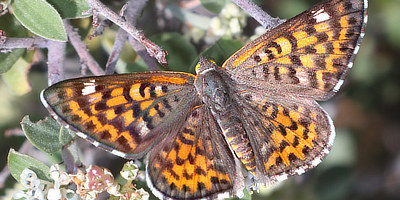 Nais Metalmark Butterfly