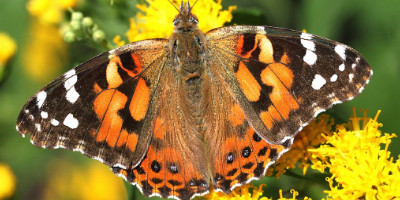 Painted Lady Butterfly - dorsal view