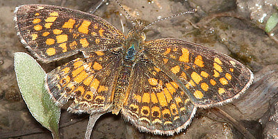 Vesta Crescent Butterfly