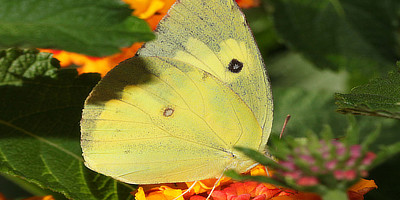 Sulphur and White Butterflies