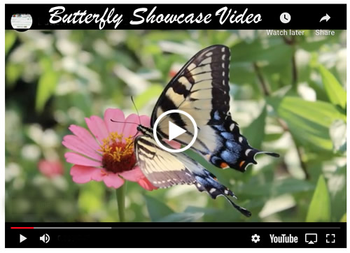 Butterflies at Home Showcase Video ... watch it now!
