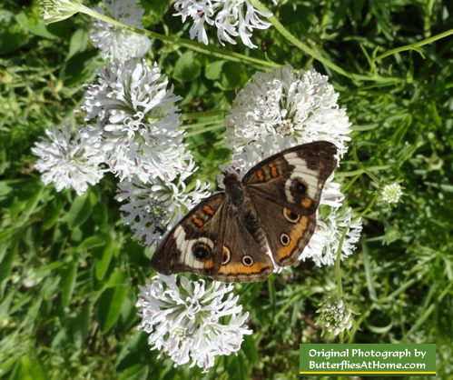 Buckeye Butterfly on white wildflowers in Texas