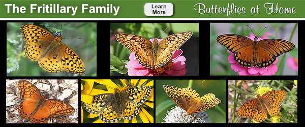 click to learn more about the Fritillary Family of butterflies!