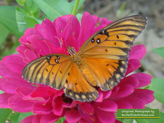 Gulf Frittilary Butterfly (wings open) on Zinnia - Tyler Texas