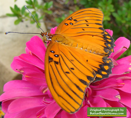 Gulf Frittilary Butterfly (wings open) on Zinnia - Tyler Texas