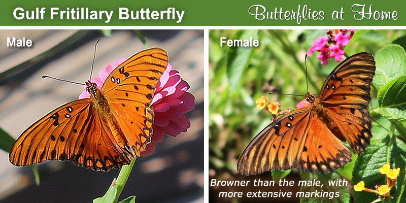Side-by-side comparison of the male and female Gulf Fritillary Butterfly 