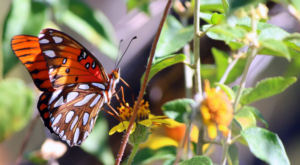 Gulf Fritillary butterfly at Eisenhower Park, San Antonio, Texas
