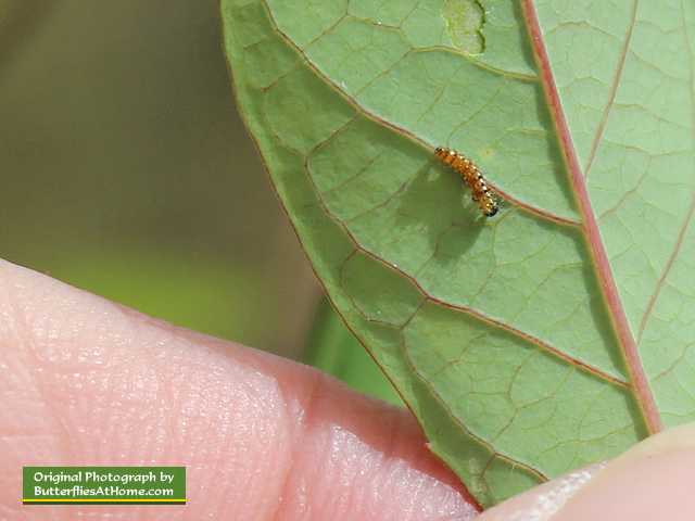 Close-up view of this newly hatched Gulf Fritillary caterpillar