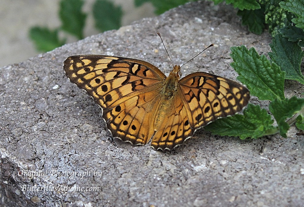 Variegated Fritillary Butterfly warming itself on concrete
