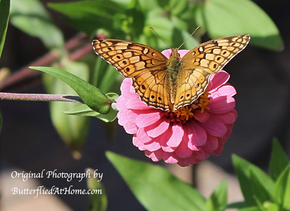 Variegated Fritillary Butterfly on Pink Zinnia