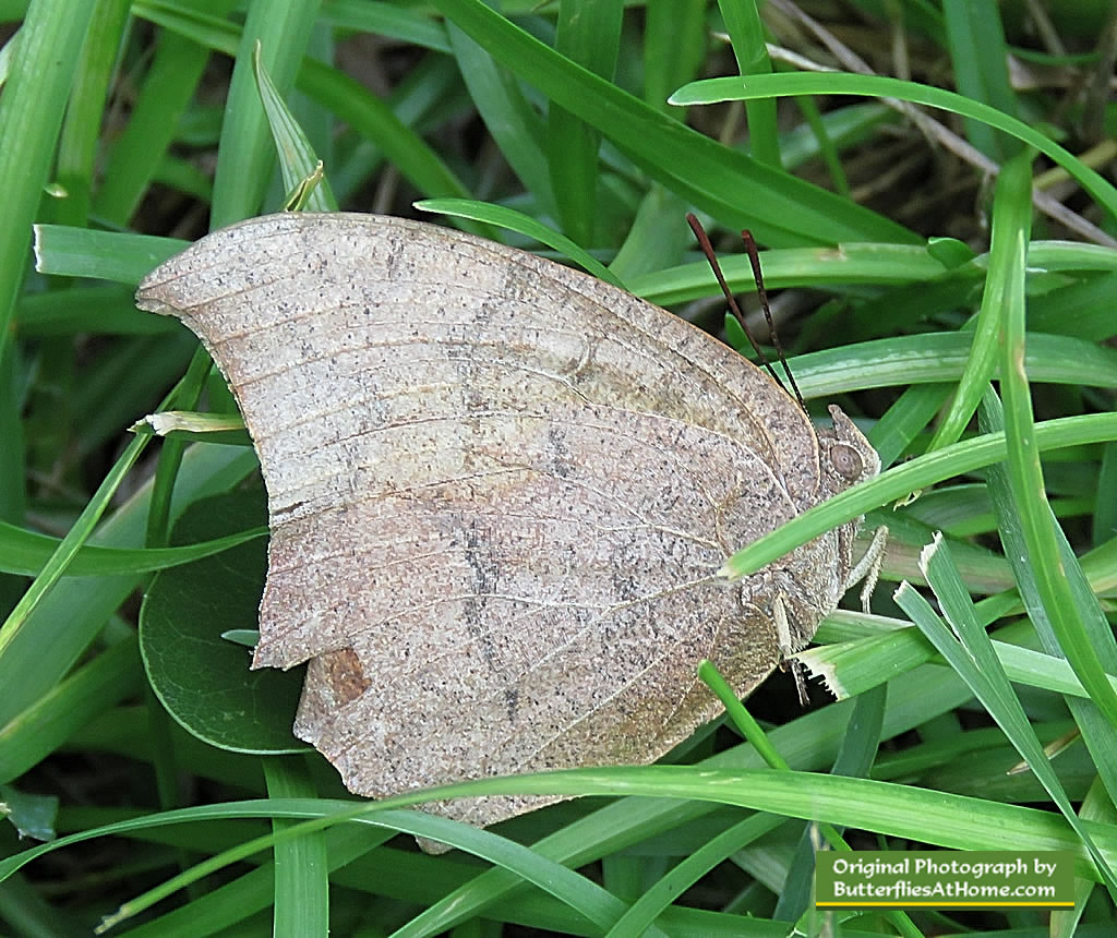 Goatweed Leafwing Butterfly - wings closed