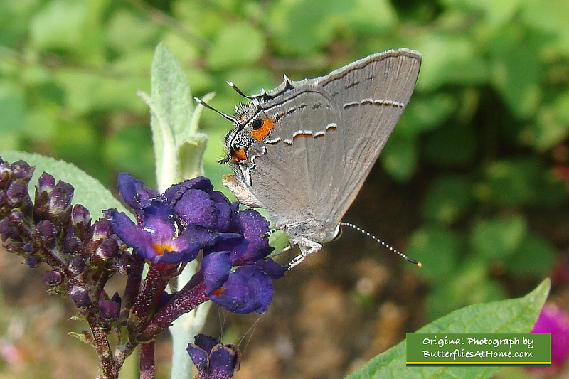 Gray Hairstreak Butterfly (ventral view)