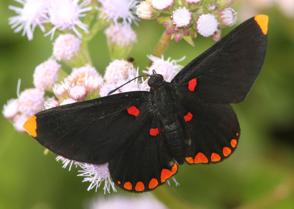 Black butterfly identification and photos