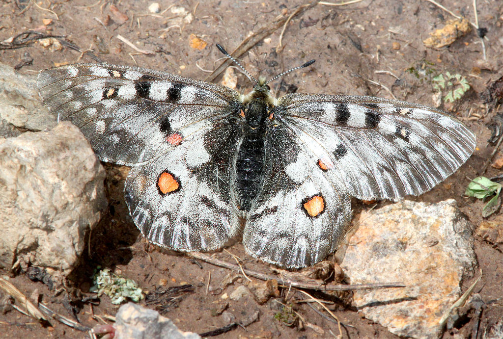 Rocky Mountain Parnassian Butterfly