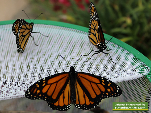New Monarch Butterflies ready to fly!