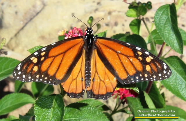 Monarch Butterfly feeding on Lantana