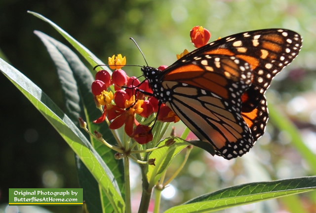 Monarch Butterfly feeding on milkweed in Tyler, Texas
