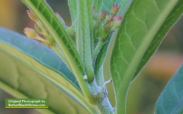 Monarch Butterfly egg carefully laid in the heart of a Milkweed plant