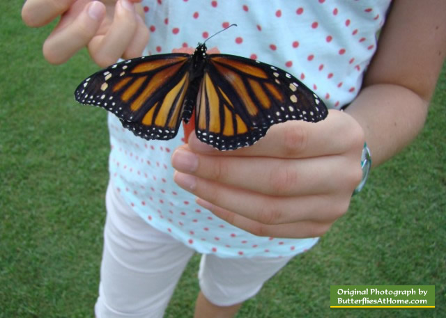 Monarch Butterfly release in East Texas