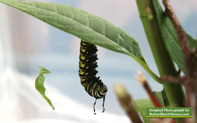 Monarch caterpillar relaxing out of the "J" position, body stretched, feelers limp
