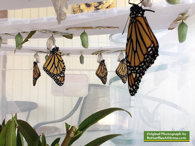 Our Monarch Butterfly "incubator" ... where 44 butterflies were hatched
