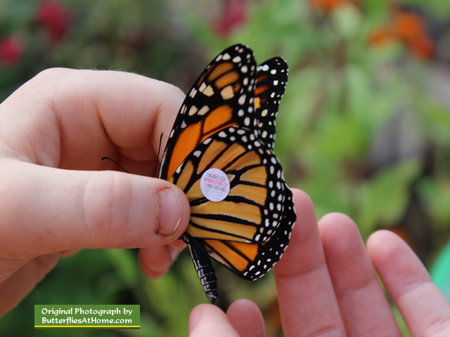 Carefully placing a Monarch Watch tag on a Monarch Butterfly