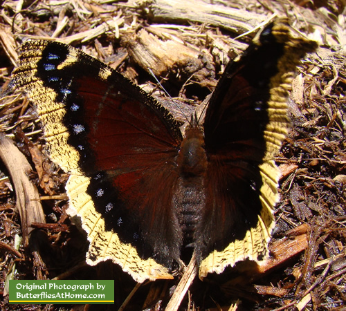 Mourning Cloak Butterfly in East Texas