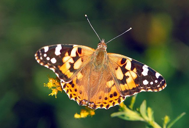 Painted Lady Butterfly in East Texas