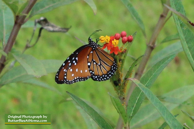 Queen Butterfly feeding on milkweed