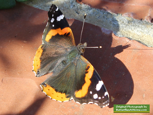 Red Admiral Butterfly (wings open)