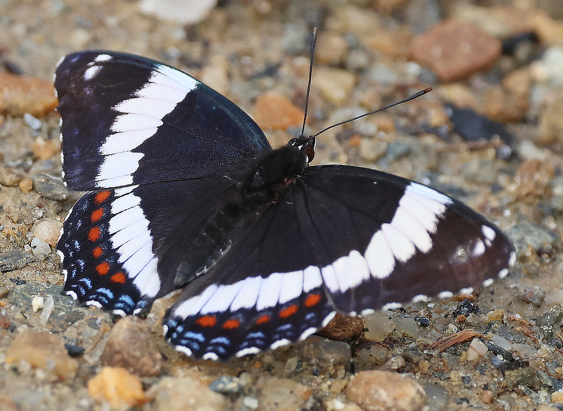 White Admiral Butterfly (dorsal view)