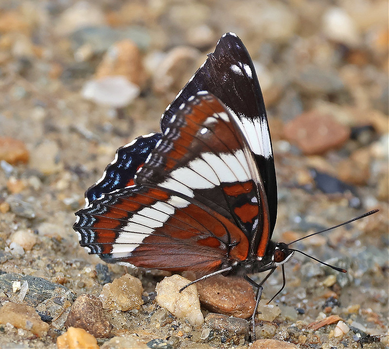 White Admiral Butterfly ventrall view)