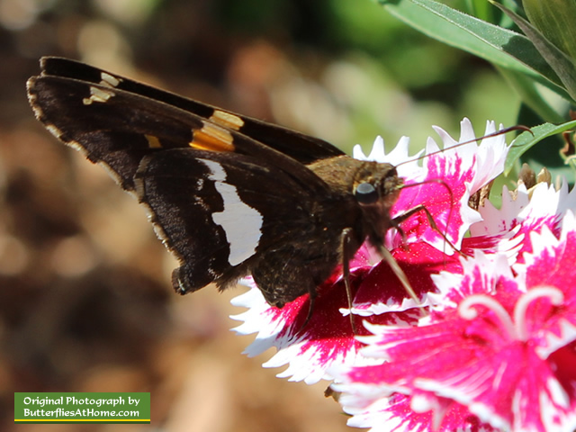 Silver Spotted Skipper feeding on Dianthus
