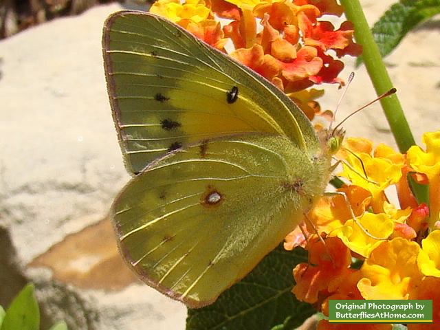 Orange Sulphur Butterfly feeding on Lantana