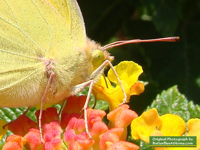 Orange Sulphur Butterfly ... up close and personal!