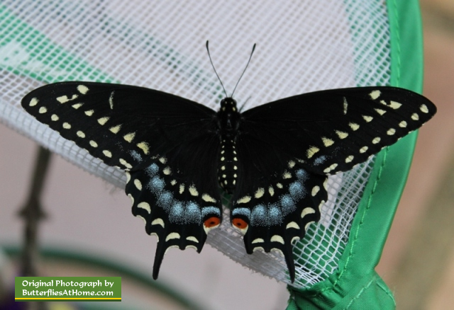The first Black Swallowtail butterfly to emerge from its chrysalis, on March 27, 2014, after overwintering