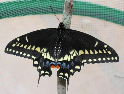 Male Black Swallowtail butterfly