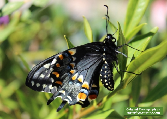 The third Black Swallowtail butterfly to emerge from its chrysalis, on April 4, 2014, after overwintering