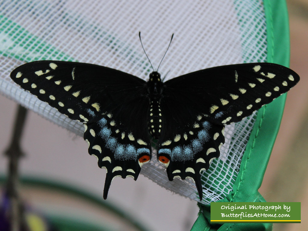 Female Black Swallowtail