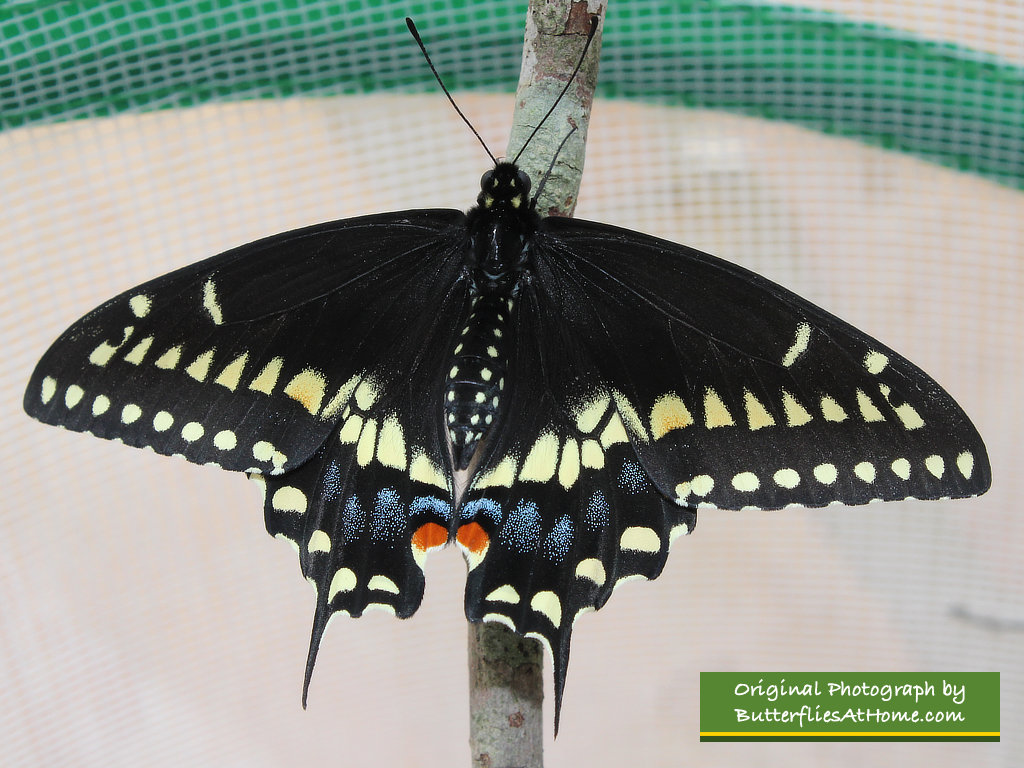 Male Black Swallowtail butterfly