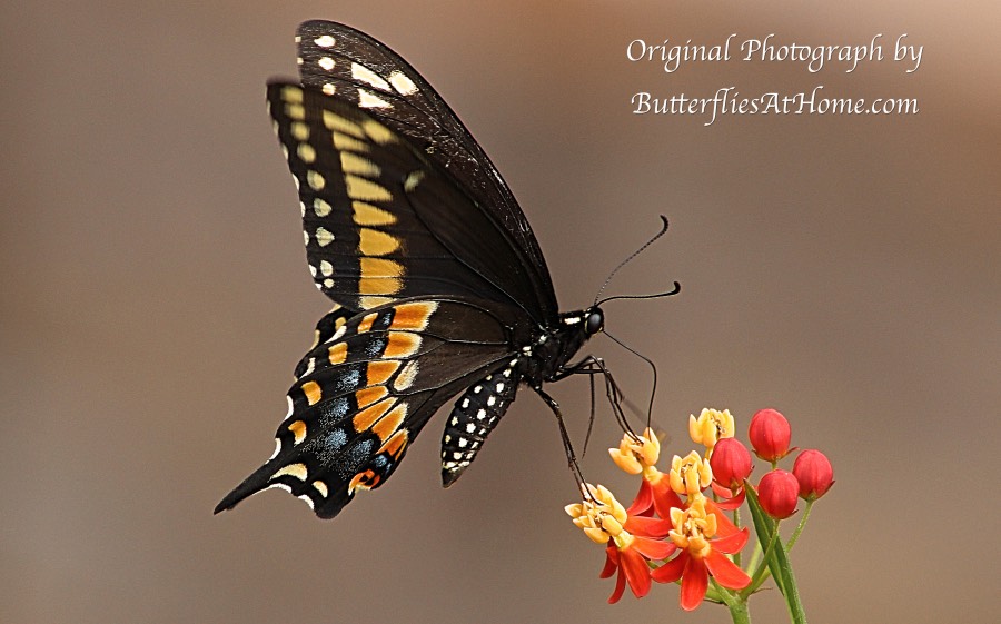 Black Swallowtail butterfly (ventral view) gathering nectar from a Milkweed flower